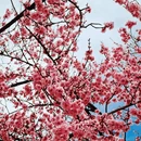 拉萨旅游 缩略图 17