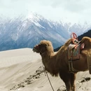 林芝旅游 缩略图 2