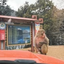 林芝旅游 缩略图 7