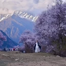 林芝旅游 缩略图 2