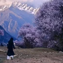 林芝旅游 缩略图 6