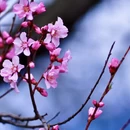林芝旅游 缩略图 8
