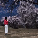 林芝旅游 缩略图 7