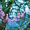 林芝旅游 缩略图 9