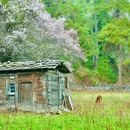 林芝旅游 缩略图 12