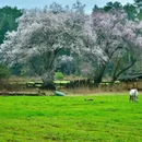 林芝旅游 缩略图 11
