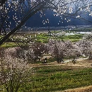 林芝旅游 缩略图 2