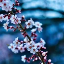 林芝旅游 缩略图 10