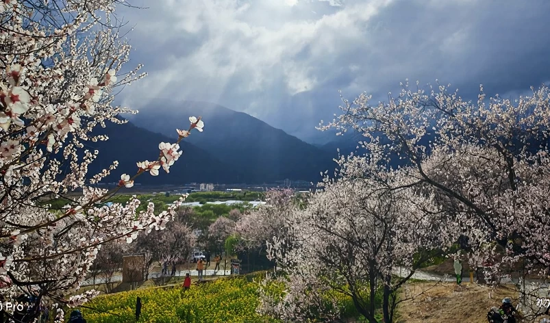 林芝旅游 1
