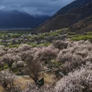 林芝旅游 缩略图 6