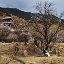 林芝旅游 缩略图 14