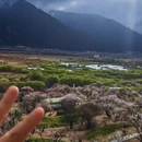 林芝旅游 缩略图 11