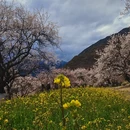 林芝旅游 缩略图 12