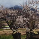 林芝旅游 缩略图 16