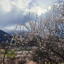 林芝旅游 缩略图 13