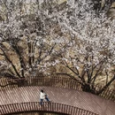 林芝旅游 缩略图 10