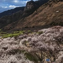 林芝旅游 缩略图 9