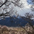 林芝旅游 缩略图 15