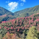 楚雄州旅游 缩略图 3
