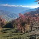 楚雄州旅游 缩略图 5