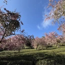 楚雄州旅游 缩略图 1