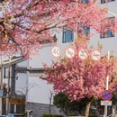 大理州旅游 缩略图 7