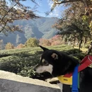楚雄州旅游 缩略图 3