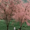 大理州旅游 缩略图 5