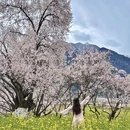 林芝旅游 缩略图 4