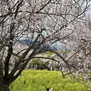 林芝旅游 缩略图 3