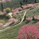 黄山旅游 缩略图 11
