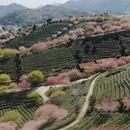 黄山旅游 缩略图 9