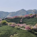 黄山旅游 缩略图 5