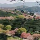 黄山旅游 缩略图 10