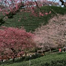 黄山旅游 缩略图 12