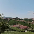 黄山旅游 缩略图 7