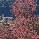 大理州旅游 缩略图 5