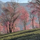 大理州旅游 缩略图 2