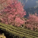 大理州旅游 缩略图 1
