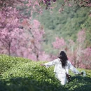 楚雄州旅游 缩略图 7
