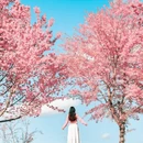 大理州旅游 缩略图 1