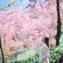 楚雄州旅游 缩略图 13