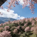 大理州旅游 缩略图 5