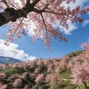 大理州旅游 缩略图 3