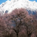 林芝旅游 缩略图 5