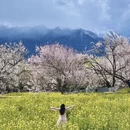 林芝旅游 缩略图 2