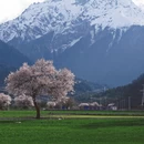 林芝旅游 缩略图 1