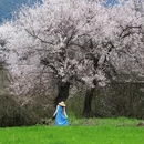林芝旅游 缩略图 12