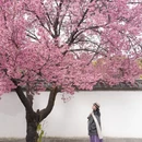 大理州旅游 缩略图 3
