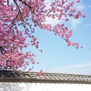 大理州旅游 缩略图 2